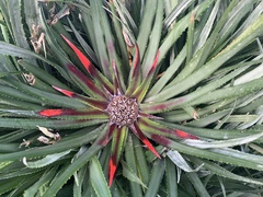 Fascicularia bicolor bicolor