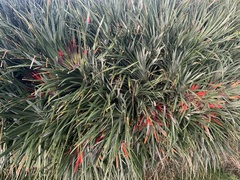 Fascicularia bicolor bicolor