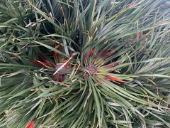 Fascicularia bicolor bicolor
