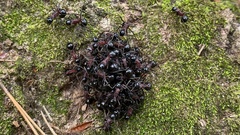 Polyrhachis lamellidens