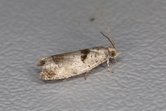 Epinotia ramella