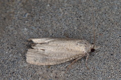 Epiblema grandaevana