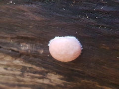 Reticularia splendens