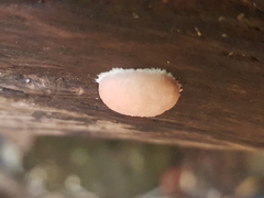 Reticularia splendens