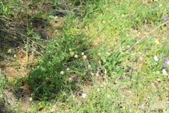 Sanguisorba verrucosa