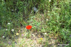 Medicago orbicularis