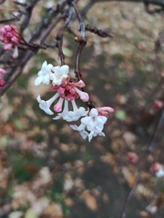 Viburnum farreri