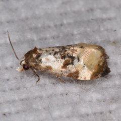 Phalonidia memoranda