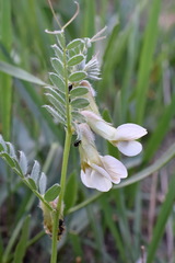 Vicia pannonica