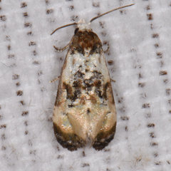 Phalonidia memoranda