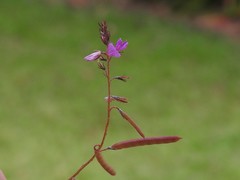 Indigofera angustifolia