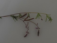 Indigofera angustifolia