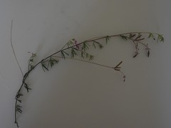 Indigofera angustifolia