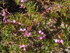 Indigofera angustifolia