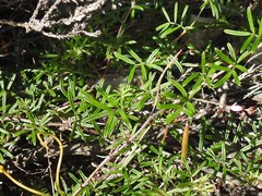 Indigofera angustifolia