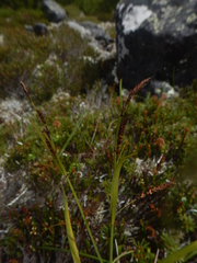 Carex rigidioides