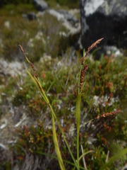 Carex rigidioides