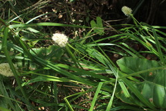 Cyperaceae