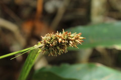 Cyperaceae