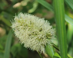 Cyperaceae
