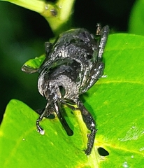 Dryophthorinae