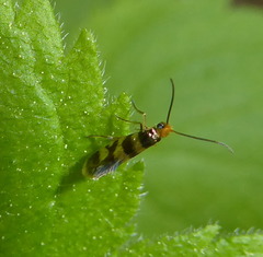 Micropterix