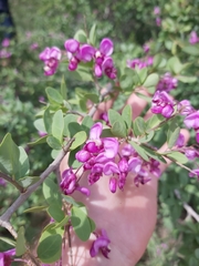 Securidaca longepedunculata