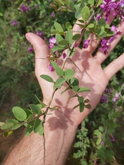 Securidaca longepedunculata