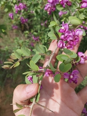 Securidaca longepedunculata