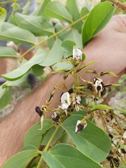 Xeroderris stuhlmannii