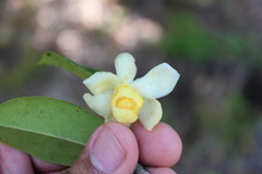 Eschweilera ovata