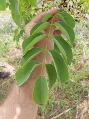 Xeroderris stuhlmannii