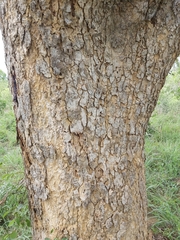 Xeroderris stuhlmannii