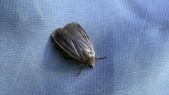 Sineugraphe