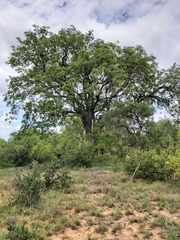 Xeroderris stuhlmannii