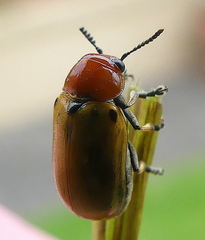 Antipus rufus