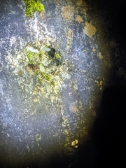 Hynobius arisanensis