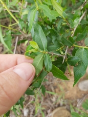 Empogona kirkii subsp. junodii image