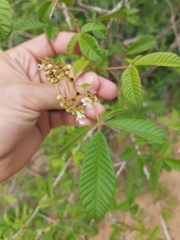 Vitex patula