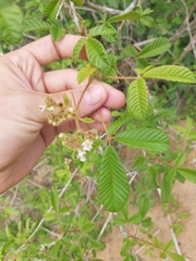 Vitex patula