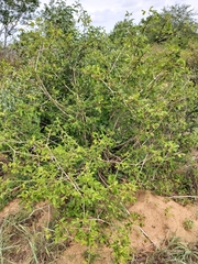 Vitex patula