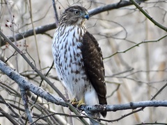 Accipiter cooperii