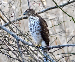 Accipiter cooperii