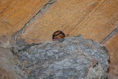 Hirundo rustica