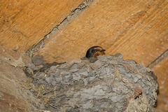Hirundo rustica