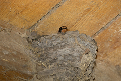 Hirundo rustica