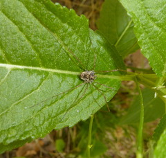 Platybunus