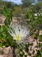 Thilachium africanum image