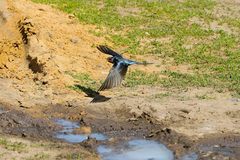 Hirundo rustica