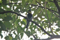 Machlolophus spilonotus